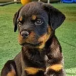Chien, Race de chien, Carnivore, Chien de compagnie, Faon, Rottweiler, Museau, Herbe, Terrestrial Animal, Working Animal, Canidae, Moustaches, Working Dog, Guard Dog, Chiots, Austrian Black And Tan Hound, Hunting Dog, Carlin Pinscher