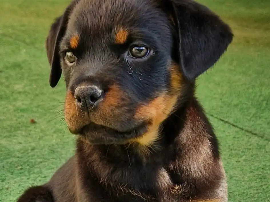 Chien, Race de chien, Carnivore, Chien de compagnie, Faon, Rottweiler, Museau, Herbe, Terrestrial Animal, Working Animal, Canidae, Moustaches, Working Dog, Guard Dog, Chiots, Austrian Black And Tan Hound, Hunting Dog, Carlin Pinscher