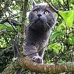 Chat, Felidae, Carnivore, Branch, Plante, Small To Medium-sized Cats, Moustaches, Biome, Arbre, Woody Plant, Trunk, Terrestrial Animal, Museau, Twig, Queue, Groundcover, Domestic Short-haired Cat, Poil, Electric Blue