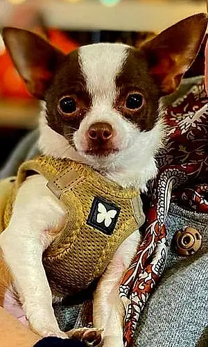 Nom Chihuahua Chien Taïga