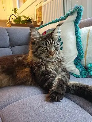 Nom Maine Coon Chat Petra
