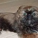 Chien, Carnivore, Liver, Race de chien, Faon, Chien de compagnie, Toy Dog, Museau, Working Animal, Moustaches, Terrestrial Animal, Poil, Ancient Dog Breeds, Shih-poo, Non-sporting Group