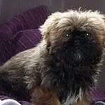 Chien, Carnivore, Race de chien, Liver, Faon, Chien de compagnie, Toy Dog, Museau, Terrestrial Animal, Moustaches, Poil, Canidae, Working Animal, Shih Tzu, Queue, Chiots, Non-sporting Group, Comfort, Shih-poo