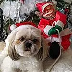 Chien, Blanc, Race de chien, Carnivore, Christmas Tree, Chien de compagnie, Faon, Shih Tzu, Dog Supply, Museau, Toy Dog, Working Animal, Liver, Event, Holiday, Noël, Poil, Plante, Canidae