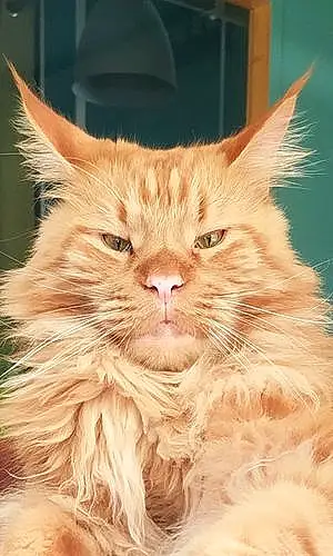 Nom Maine Coon Chat Omalley