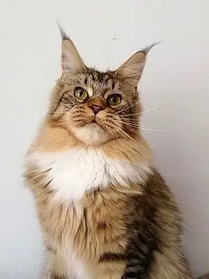 Maine Coon Chat Moana