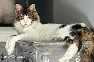 Maine Coon Chat Lincoln