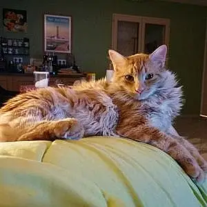 Nom Maine Coon Chat Rouxy