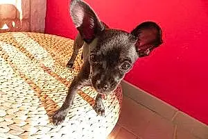 Nom Chihuahua Chien Yaya