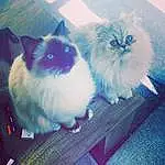 Chat, Small To Medium-sized Cats, Felidae, Himalayan, SacrÃ© de Birmanie, Chatons, Carnivore, Moustaches, Ragdoll, Ciel, Persan, Domestic Long-haired Cat, Cloud, Napoleon Cat, Poil