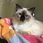 Chat, Small To Medium-sized Cats, SacrÃ© de Birmanie, Felidae, Moustaches, Ragdoll, Balinais, Siamois, Carnivore, Himalayan, Thai, Yeux, Tonkinese, Snowshoe, Iris, Chatons, Domestic Long-haired Cat, Colorpoint Shorthair
