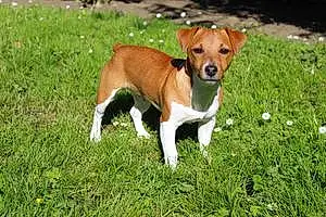 Nom Jack Russell Chien Plouf