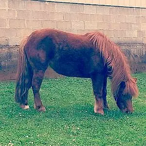 Nom Shetland Pony Sultane