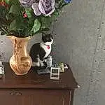 Fleur, Plante, Chat, Flowerpot, Cabinetry, Felidae, Carnivore, Grey, Small To Medium-sized Cats, Wall, Drawer, Petal, Bois, Moustaches, Table, Rose, Chest Of Drawers, Flower Arranging, Houseplant, Hardwood
