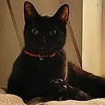 Chat, Yeux, Carnivore, Comfort, Grey, Felidae, Moustaches, Small To Medium-sized Cats, Chats noirs, Queue, Poil, Domestic Short-haired Cat, Bombay, Cat Supply, Terrestrial Animal, Griffe, Chair, Room, Assis