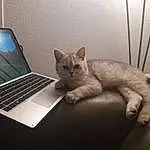 Computer, Personal Computer, Chat, Laptop, Touchpad, Netbook, Output Device, Input Device, Comfort, Felidae, Carnivore, Peripheral, Small To Medium-sized Cats, Moustaches, Space Bar, Gadget, Office Equipment, Computer Hardware, Flat Panel Display, Queue