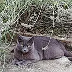 Chat, Small To Medium-sized Cats, Felidae, Moustaches, Domestic Short-haired Cat, Nebelung, Carnivore, British Shorthair, Herbe, Chat sauvage, Chartreux, Asiatique, European Shorthair, Bleu russe, Plante, Queue