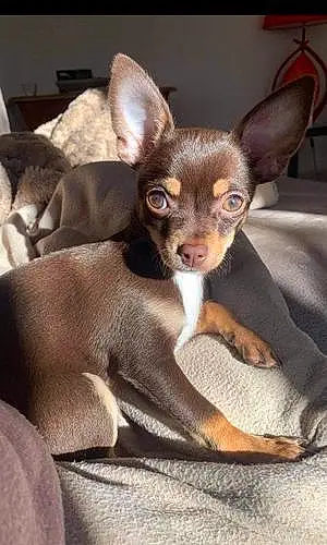 Nom Chihuahua Chien Pamela