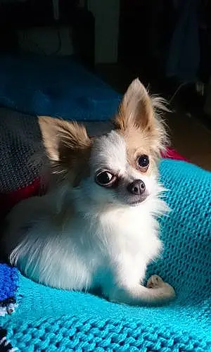 Nom Chihuahua Chien Charles