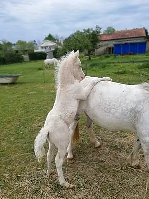 Welsh Pony and Cob Kounloun