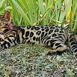 Plante, Botany, Carnivore, Felidae, Vegetation, Big Cats, Herbe, Terrestrial Plant, Faon, Moustaches, Terrestrial Animal, Adaptation, Chat, Ocelot, Museau, Queue, Groundcover, Small To Medium-sized Cats, Arbre
