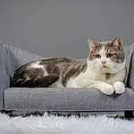 Yeux, Chat, Comfort, Carnivore, Felidae, Rectangle, Grey, Moustaches, Small To Medium-sized Cats, Couch, Queue, Patte, Domestic Short-haired Cat, Poil, Bois, Linens, Assis, Room, LÃ©gende de la photo, Bedding