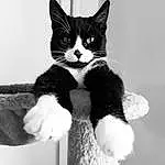 Chat, Small To Medium-sized Cats, Moustaches, Blanc, Felidae, Black, Black-and-white, Carnivore, Domestic Short-haired Cat, Poil, Chatons, Museau, Polydactyl Cat, Patte, American Wirehair, Hand, Queue, Photography, Chats noirs, Noir & Blanc