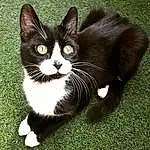 Chat, Small To Medium-sized Cats, Moustaches, Felidae, Chats noirs, Herbe, Domestic Short-haired Cat, Carnivore, Yeux, Museau, Chatons, Poil, European Shorthair, Asiatique, Polydactyl Cat, American Wirehair, Plante, Queue, Patte