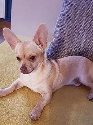 Nom Chihuahua Chien Benjy