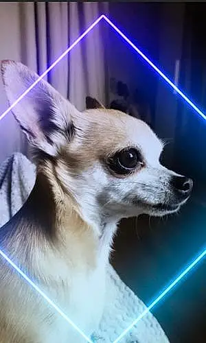 Nom Chihuahua Chien Kim