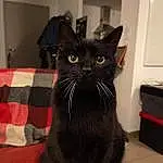 Chat, Felidae, Carnivore, Small To Medium-sized Cats, Moustaches, Chats noirs, Museau, Bombay, Queue, Domestic Short-haired Cat, Tartan, Poil, Room, Plaid, Cat Supply, Terrestrial Animal, Pet Supply, Pattern, Griffe