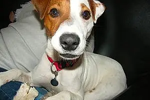 Nom Jack Russell Chien Sly