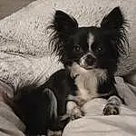 Chien, Race de chien, Carnivore, Working Animal, Moustaches, Faon, Chien de compagnie, Toy Dog, Comfort, Museau, Dog Supply, Poil, Canidae, Patte, Corgi-chihuahua, Terrestrial Animal, Chiots, Noir & Blanc, Non-sporting Group