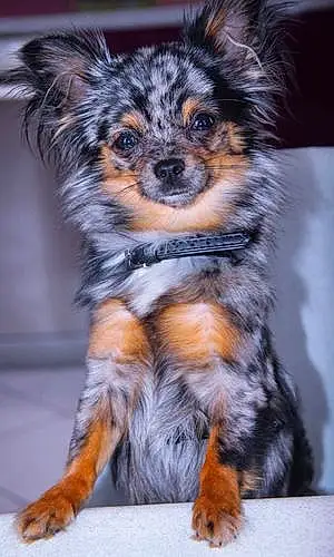 Nom Chihuahua Chien Nélia