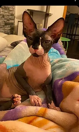 Sphynx Chat Isis