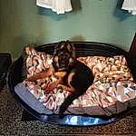 Chien, Comfort, Carnivore, Couch, Race de chien, Dog Supply, Chien de compagnie, Tints And Shades, Curtain, Room, Hardwood, Pet Supply, Bois, Canidae, Lamp, Linens, Sieste, Guard Dog