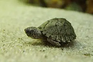 Grenouille Water Turtle