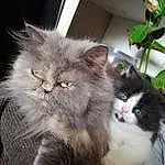 Chat, Small To Medium-sized Cats, Felidae, Moustaches, Carnivore, Persan, Peau, British Semi-longhair, Domestic Long-haired Cat, Chatons, Norvégien, Yeux, British Longhair, Poil, Sibérien, Ragamuffin, Plante, Asian Semi-longhair