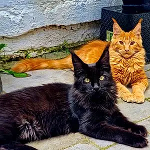 Nom Maine Coon Chat Malo