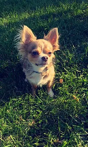 Nom Chihuahua Chien Nolan
