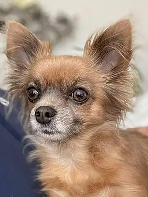 Nom Chihuahua Chien Mitsy