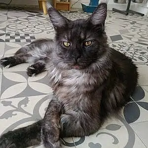 Nom Maine Coon Chat Opie