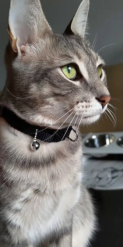 Chat, Felidae, Carnivore, Collar, Small To Medium-sized Cats, Moustaches, Iris, Pet Supply, Dog Collar, Museau, Close-up, Fang, Domestic Short-haired Cat, Poil, Leash, Terrestrial Animal, Fashion Accessory, Fenêtre