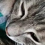 Chat, Felidae, Carnivore, Moustaches, Small To Medium-sized Cats, Grey, Museau, Poil, Terrestrial Animal, Domestic Short-haired Cat, Patte, Electric Blue, Fang, Macro Photography, Griffe