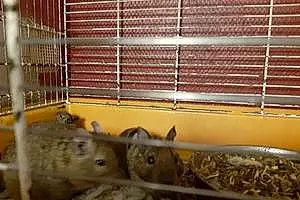 Ecureuil écureuils Du Chili