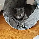 Chat, Small To Medium-sized Cats, Felidae, Bleu russe, Moustaches, Korat, Chartreux, British Shorthair, Domestic Short-haired Cat, Carnivore, Nebelung, Cat Bed, Chatons, European Shorthair