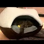 Chat, Comfort, Cat Supply, Felidae, Poil, Cat Bed, Small To Medium-sized Cats, Beige, Linens, Queue, Sieste, Cap