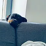 Chien, Couch, Comfort, Carnivore, Race de chien, Grey, Chien de compagnie, Linens, Tints And Shades, Poil, Electric Blue, Room, Queue, Canidae, Sieste, Bedding, Working Animal, Guard Dog, Bedroom