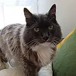 Chat, Carnivore, Felidae, Fenêtre, Small To Medium-sized Cats, Grey, Moustaches, Museau, Queue, British Longhair, Comfort, Domestic Short-haired Cat, Poil, Terrestrial Animal, Griffe, Patte, Assis