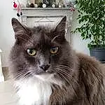 Chat, Plante, Fenêtre, Felidae, Carnivore, Small To Medium-sized Cats, Flowerpot, Houseplant, Moustaches, Grey, Museau, Queue, Poil, Domestic Short-haired Cat, Chats noirs, British Longhair, Box